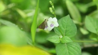 Genç yaprakların üzerine tüneyen kahverengi bir kelebek olan Hefperlidae familyasından bir kelebek.