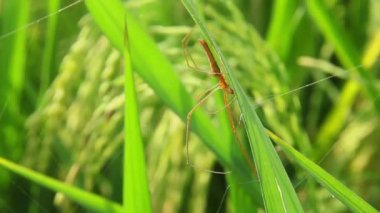 Tetragnatha Montana veya Gümüş Esnek Örümcek, pirinç bitkilerinde sıkça bulunan küçük bir örümcek türü.