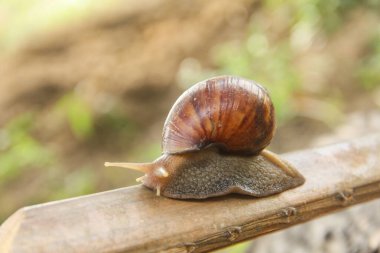 Lissachatina Fulica ya da Achatinidae ailesine ait kara salyangozu. Lissachatina fulica Doğu Afrika kökenli bir kara salyangozu türüdür.