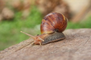 Lissachatina Fulica ya da Achatinidae ailesine ait kara salyangozu. Lissachatina fulica Doğu Afrika kökenli bir kara salyangozu türüdür.