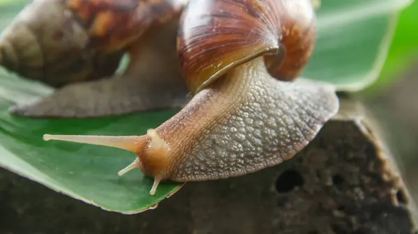 stock image Lissachatina Fulica or land snail belonging to the Achatinidae family. Lissachatina fulica is a species of land snail originating from East Africa