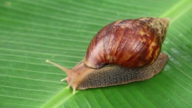 Lissachatina Fulica ya da Achatinidae ailesine ait kara salyangozu. Lissachatina fulica Doğu Afrika kökenli bir kara salyangozu türüdür.