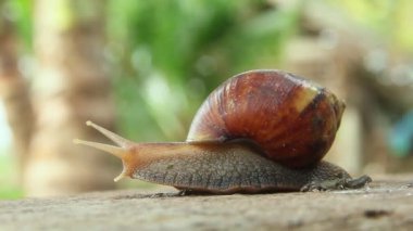 Lissachatina Fulica ya da Achatinidae ailesine ait kara salyangozu. Lissachatina fulica Doğu Afrika kökenli bir kara salyangozu türüdür.