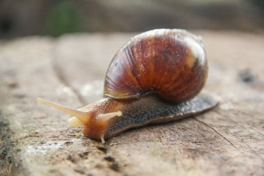 Lissachatina Fulica ya da Achatinidae ailesine ait kara salyangozu. Lissachatina fulica Doğu Afrika kökenli bir kara salyangozu türüdür.