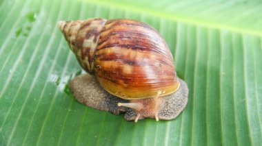 Lissachatina Fulica ya da Achatinidae ailesine ait kara salyangozu. Lissachatina fulica Doğu Afrika kökenli bir kara salyangozu türüdür.