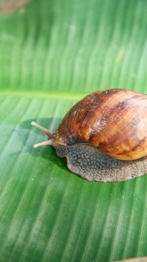 Lissachatina Fulica ya da Achatinidae ailesine ait kara salyangozu. Lissachatina fulica Doğu Afrika kökenli bir kara salyangozu türüdür.