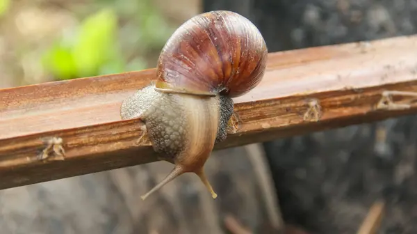 stock image Lissachatina Fulica or land snail belonging to the Achatinidae family. Lissachatina fulica is a species of land snail originating from East Africa