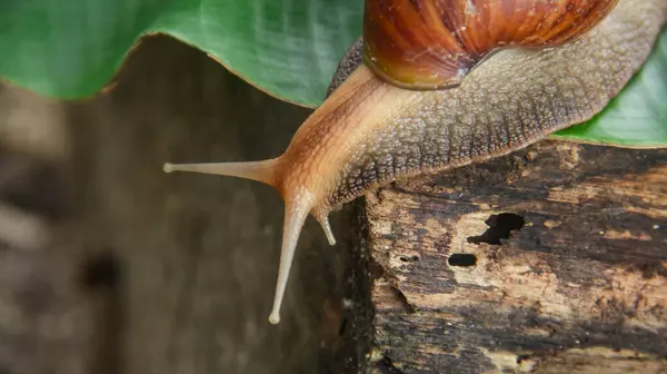 stock image Lissachatina Fulica or land snail belonging to the Achatinidae family. Lissachatina fulica is a species of land snail originating from East Africa