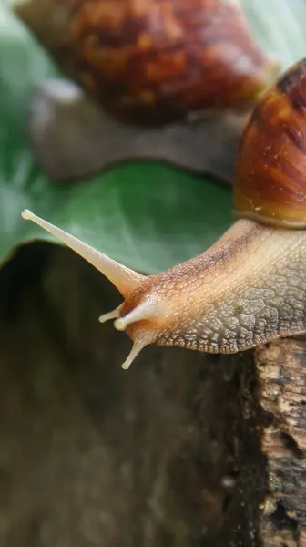 stock image Lissachatina Fulica or land snail belonging to the Achatinidae family. Lissachatina fulica is a species of land snail originating from East Africa