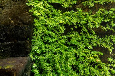 Artilerry Plant veya Pilea microphylla, kayalık, topçu fabrikası, barut fabrikası veya barut fabrikası, pilea microphylla olarak da bilinen nemli yerlerde yaşayan bir bitkidir.