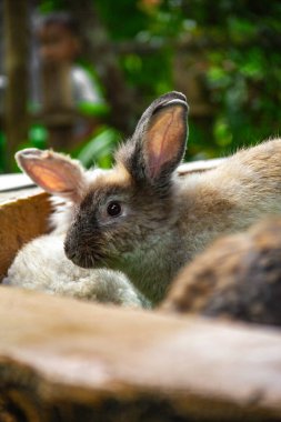 Sevimli angora tavşanı, kalın ve yumuşak tüylü tavşan, sevimli angora tavşanına yaklaş.
