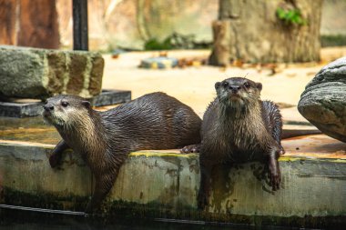Amblonyx Cinerea veya Asyalı küçük pençeli su samuru, Asya 'nın en küçük su samuru türüdür..
