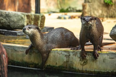 Amblonyx Cinerea or Asian small-clawed otter, Asian small-clawed otter is the smallest otter species in Asia. clipart