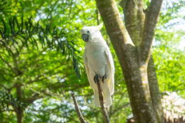 Portrait of an Australian sulphur-crested white cockatoo or Cacatua galerita relaxing on a branch in the zoo clipart