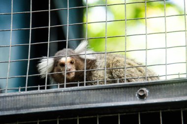 Callithrix Jacchus ya da marmoset ya da marmoset maymunu, küçük bir maymun türü ve hayvanat bahçesinde bir kafeste yaşıyor.