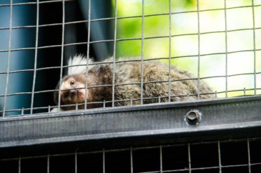 Callithrix Jacchus ya da marmoset ya da marmoset maymunu, küçük bir maymun türü ve hayvanat bahçesinde bir kafeste yaşıyor.
