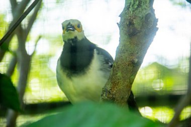 Gracupica nigricollis or black collared starling is a species of starling in the family Sturnidae, a beautiful bird that lives in zoos clipart