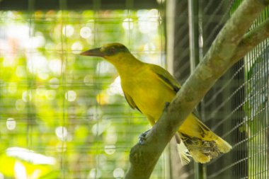 Oriolus Chinensis or black-rumped oriole, a species of bird belonging to the Oriolidae, of the genus Oriolus clipart