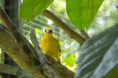 Oriolus Chinensis or black-rumped oriole, a species of bird belonging to the Oriolidae, of the genus Oriolus clipart