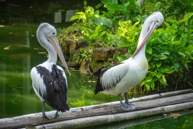 Pelecanus Conspicillatus veya Avustralya pelikanı, bir göletin kenarında dinlenen büyük bir kuş olan pelecanidae 'ye ait büyük bir su kuşu.