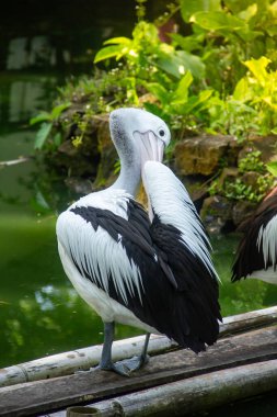 Pelecanus Conspicillatus veya Avustralya pelikanı, bir göletin kenarında dinlenen büyük bir kuş olan pelecanidae 'ye ait büyük bir su kuşu.