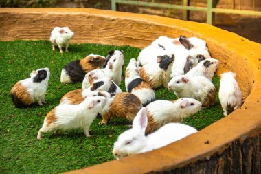 Bir grup kobay, marmota ve tavşan ya da Oryctolagus cuniculus yeşil otların olduğu bir yerde bir araya geldiler.