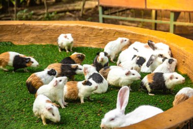 Bir grup kobay, marmota ve tavşan ya da Oryctolagus cuniculus yeşil otların olduğu bir yerde bir araya geldiler.