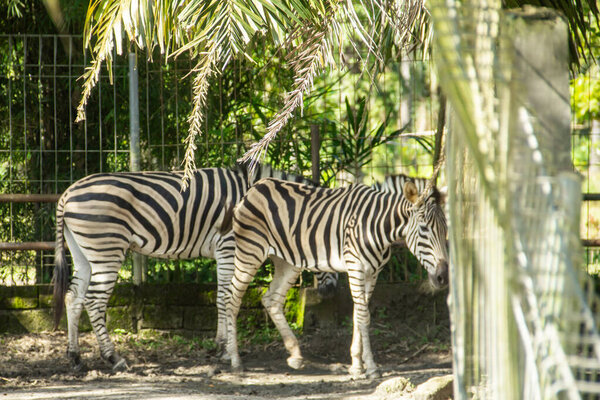 Equus Quagga or Zebra, a pair of zebras that live in an enclosure at the zoo