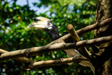 Oriental Pied Hornbill veya Anthracoceros albirostris, çok güzel ve büyük gagalı bir kuş türü.