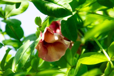 Allamanda Blanchetii, güzel bir kırmızı çiçek tacına sahip bir çiçek türü.