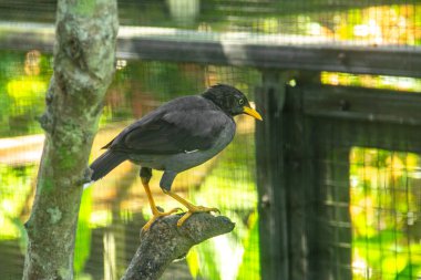 Acridotheres Javanicus or buffalo starling, a black bird with a yellow beak and sharp eyes clipart