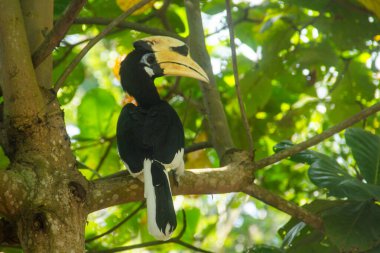 Oriental Pied Hornbill veya Anthracoceros albirostris, çok güzel ve büyük gagalı bir kuş türü.