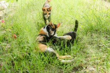 Anne kedi otlarla dolu bir yerde yavrularını emziriyor. 