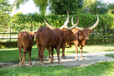 Bos taurus indicus or ankole watusi, a group of ankole watusi who are in a cage at the zoo clipart