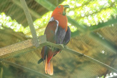 Eclectus Roratus veya Maluku papağanı bir bitki dalında dinleniyor.