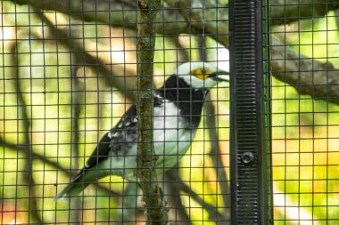 Gracupica nigricollis or black collared starling is a species of starling in the family Sturnidae, a beautiful bird that lives in zoos clipart