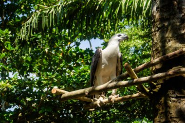 Haliaeetus leucogaster or white-breasted sea eagle, an animal nicknamed the most impressive living 