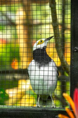 Gracupica nigricollis or black collared starling is a species of starling in the family Sturnidae, a beautiful bird that lives in zoos clipart