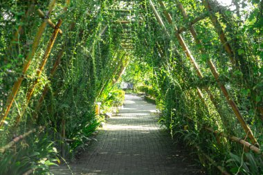 Bahçe atmosferi serin ve güzel bir atmosfer yaratan çeşitli bitkilerle doludur.