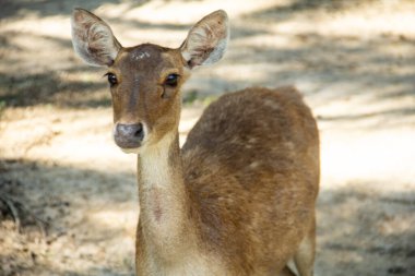 Kuzey Sumatra 'da bir hayvanat bahçesinde Timor geyiği veya Cervus timorensis