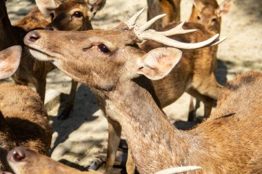 Kuzey Sumatra 'da bir hayvanat bahçesinde Timor geyiği veya Cervus timorensis