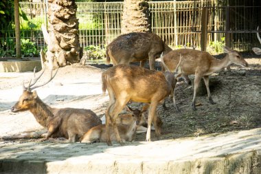 Kuzey Sumatra 'da bir hayvanat bahçesinde Timor geyiği veya Cervus timorensis