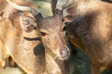 Kuzey Sumatra 'da bir hayvanat bahçesinde Timor geyiği veya Cervus timorensis