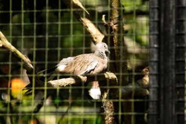 Streptopelia chinensis tigrina ya da hayvanat bahçesindeki bir ağaç dalında dinlenen benekli güvercin.