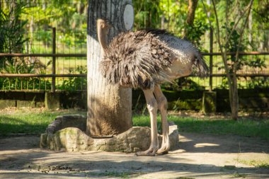 Struthio Camelus or ostrich, an ostrich standing in a zoo in North Sumatra clipart