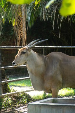 Sıradan antilop veya antilop, hayvanat bahçesindeki Taurotragus antilobu