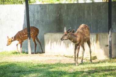 Tragelaphus Spekii veya sitatunga veya hayvanat bahçelerinden birinde antilop.