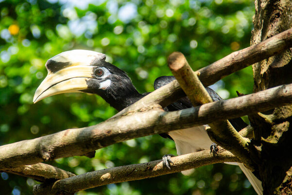 Oriental Pied Hornbill или Anthracoceros albirostris, вид птиц, который очень красив и имеет большой клюв
