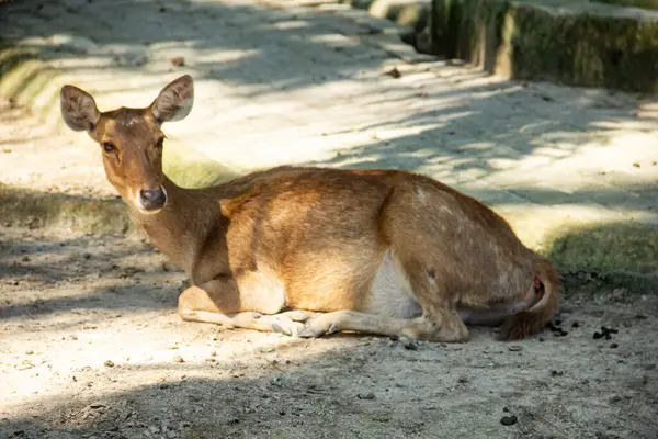 Kuzey Sumatra 'da bir hayvanat bahçesinde Timor geyiği veya Cervus timorensis