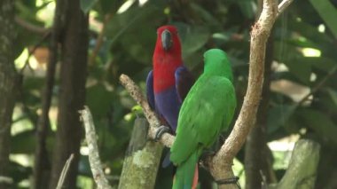 Eclectus Roratus veya Maluku papağanı bir bitki dalında dinleniyor.